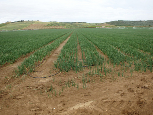 Drip irrigation, Onion crop.